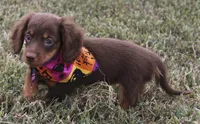 UABR Lucy, a female Miniature Dachshund for sale in Mountain Home, AR – 9 of 10