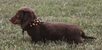 UABR Cedar, a male Miniature Dachshund for sale in Mountain Home, AR – 8 of 9