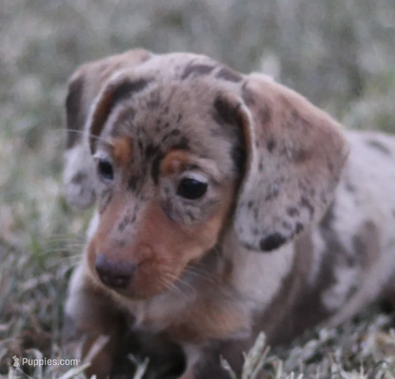 UABR Violet – Miniature Dachshund puppy for sale in Mountain Home, AR