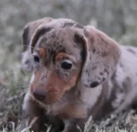 UABR Violet, a female Miniature Dachshund for sale in Mountain Home, AR – 1 of 6