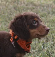 UABR Spruce, a male Miniature Dachshund for sale in Mountain Home, AR – 3 of 10
