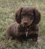 UABR Cedar, a male Miniature Dachshund for sale in Mountain Home, AR – 5 of 9