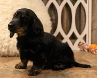 Austin, a male Miniature Dachshund for sale in Mountain Home, AR – 4 of 10