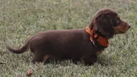 UABR Spruce, a male Miniature Dachshund for sale in Mountain Home, AR – 7 of 10