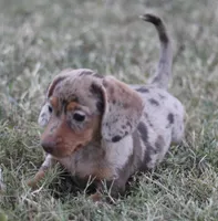UABR Violet, a female Miniature Dachshund for sale in Mountain Home, AR – 6 of 6