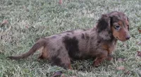 UABR Ruby, a female Miniature Dachshund for sale in Mountain Home, AR – 9 of 9