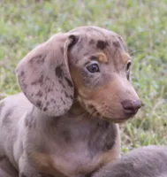 UABR Bruno, a male Miniature Dachshund for sale in Mountain Home, AR – 9 of 10