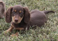 UABR Susan, a female Miniature Dachshund for sale in Mountain Home, AR – 8 of 10