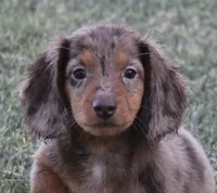 UABR Ruby, a female Miniature Dachshund for sale in Mountain Home, AR – 3 of 9