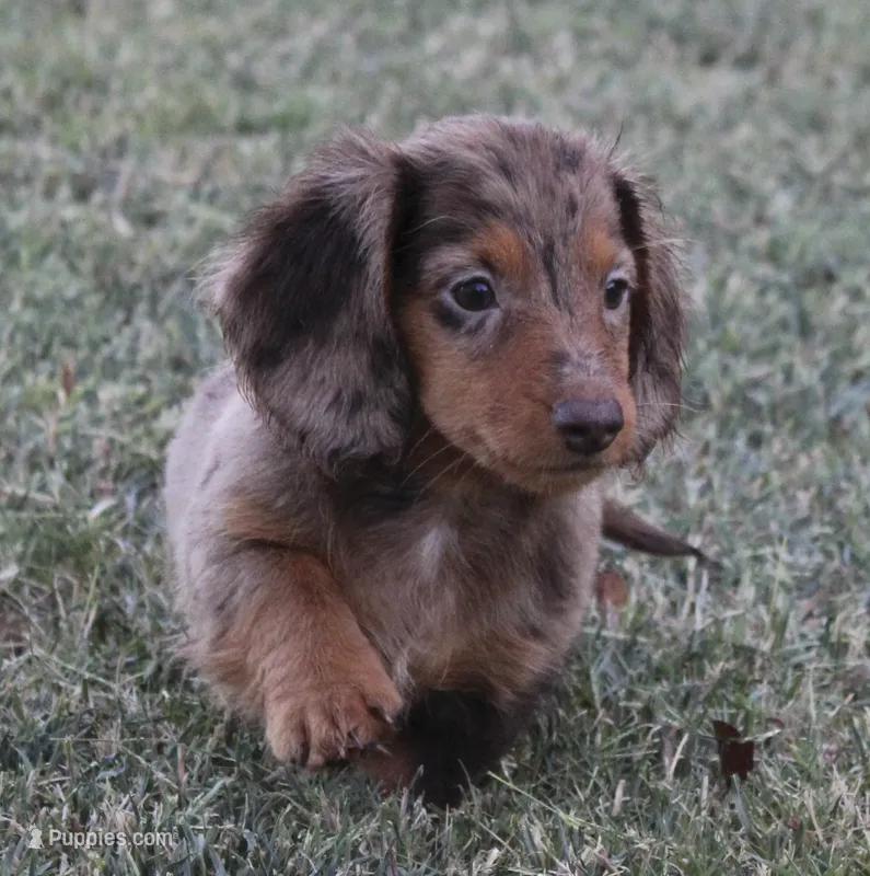 UABR Ruby – Miniature Dachshund puppy for sale in Mountain Home, AR