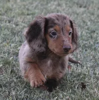 UABR Ruby, a female Miniature Dachshund for sale in Mountain Home, AR – 1 of 9
