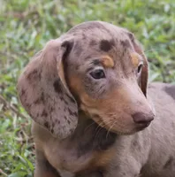 UABR Bruno, a male Miniature Dachshund for sale in Mountain Home, AR – 4 of 10