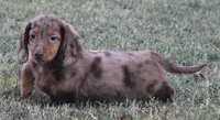 UABR Ruby, a female Miniature Dachshund for sale in Mountain Home, AR – 5 of 9