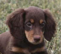 UABR Susan, a female Miniature Dachshund for sale in Mountain Home, AR – 3 of 10