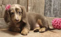 UABR Patches, a female Miniature Dachshund for sale in Mountain Home, AR – 10 of 10