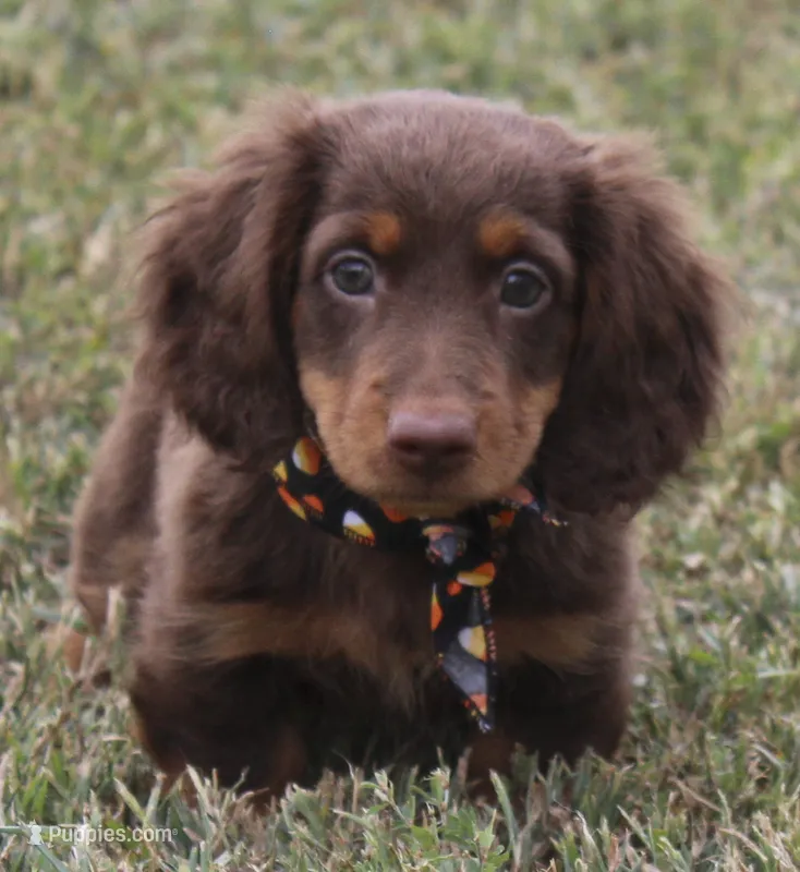UABR Cedar – Miniature Dachshund puppy for sale in Mountain Home, AR