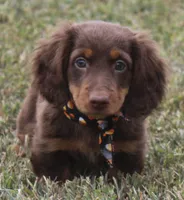 UABR Cedar, a male Miniature Dachshund for sale in Mountain Home, AR – 1 of 9
