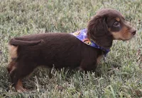 UABR Susan, a female Miniature Dachshund for sale in Mountain Home, AR – 9 of 10