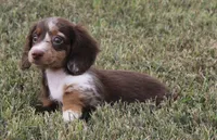UABR Teeny, a female Miniature Dachshund for sale in Mountain Home, AR – 7 of 10