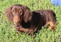 Legolas, a male Miniature Dachshund for sale in Mountain Home, AR – Photo 7 of 9