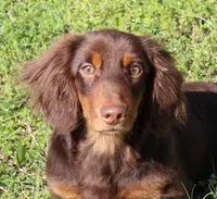 Legolas, a male Miniature Dachshund for sale in Mountain Home, AR – Photo 2 of 9