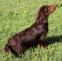 Legolas, a male Miniature Dachshund for sale in Mountain Home, AR – Photo 9 of 9