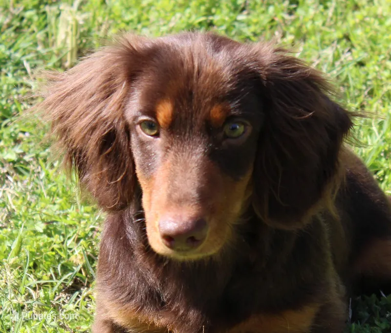 Legolas, a male Miniature Dachshund for sale in Mountain Home, AR – Photo 1 of 9