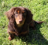 Legolas, a male Miniature Dachshund for sale in Mountain Home, AR – Photo 6 of 9