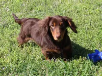 Legolas, a male Miniature Dachshund for sale in Mountain Home, AR – Photo 3 of 9