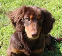 Legolas, a male Miniature Dachshund for sale in Mountain Home, AR – Photo 5 of 9