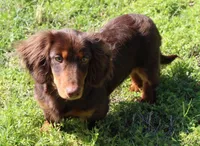 Legolas, a male Miniature Dachshund for sale in Mountain Home, AR – Photo 4 of 9