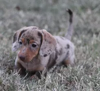 UABR Violet, a female Miniature Dachshund for sale in Mountain Home, AR – 5 of 6