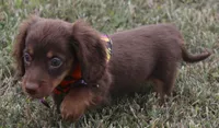 UABR Lucy, a female Miniature Dachshund for sale in Mountain Home, AR – 10 of 10