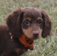 UABR Spruce, a male Miniature Dachshund for sale in Mountain Home, AR – 2 of 10