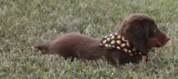 UABR Cedar, a male Miniature Dachshund for sale in Mountain Home, AR – 6 of 9