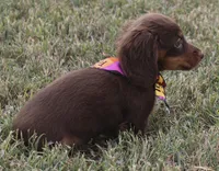 UABR Lucy, a female Miniature Dachshund for sale in Mountain Home, AR – 5 of 10