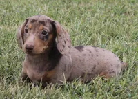 UABR Bruno, a male Miniature Dachshund for sale in Mountain Home, AR – 8 of 10