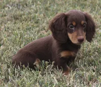 UABR Susan, a female Miniature Dachshund for sale in Mountain Home, AR – 5 of 10
