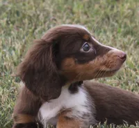 UABR Teeny, a female Miniature Dachshund for sale in Mountain Home, AR – 2 of 10