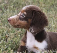 UABR Teeny, a female Miniature Dachshund for sale in Mountain Home, AR – 4 of 10