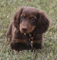 UABR Cedar, a male Miniature Dachshund for sale in Mountain Home, AR – 4 of 9
