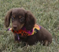 UABR Lucy, a female Miniature Dachshund for sale in Mountain Home, AR – 3 of 10