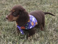 UABR Susan, a female Miniature Dachshund for sale in Mountain Home, AR – 10 of 10