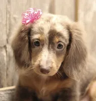 UABR Patches, a female Miniature Dachshund for sale in Mountain Home, AR – 2 of 10