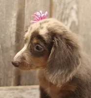 UABR Patches, a female Miniature Dachshund for sale in Mountain Home, AR – 5 of 10
