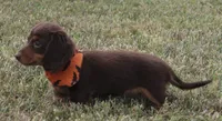 UABR Spruce, a male Miniature Dachshund for sale in Mountain Home, AR – 6 of 10