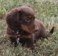 UABR Cedar, a male Miniature Dachshund for sale in Mountain Home, AR – 9 of 9