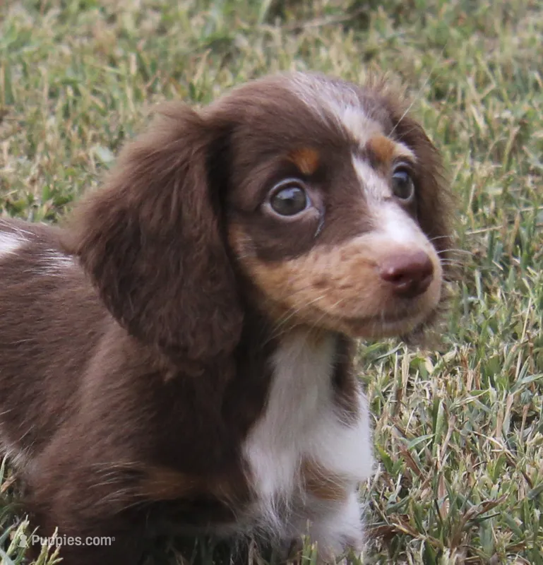 UABR Teeny – Miniature Dachshund puppy for sale in Mountain Home, AR