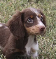 UABR Teeny, a female Miniature Dachshund for sale in Mountain Home, AR – 1 of 10