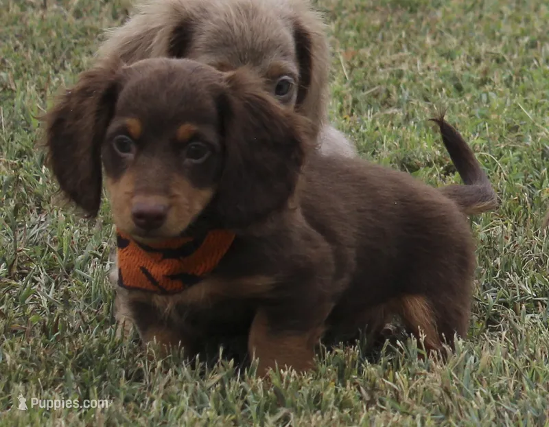 UABR Spruce – Miniature Dachshund puppy for sale in Mountain Home, AR